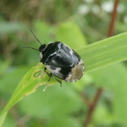 Tritomegas bicolor